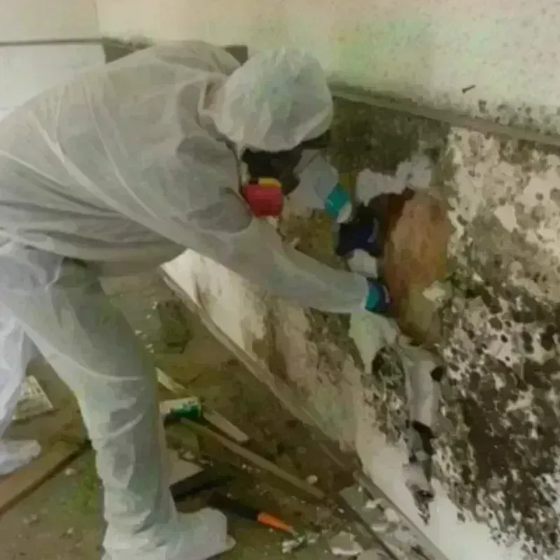 Mold Remediation and Removal in Washington County, VA